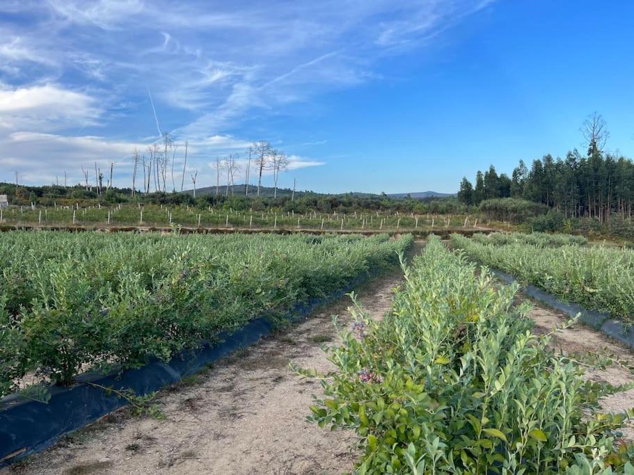 Quinta Do Carregal Βίλα Mangualde Εξωτερικό φωτογραφία